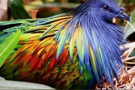 25张怪异生物照：印度麂子脸上有11个洞，怪异变色龙鼻子上长刺球图片