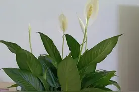 水培植物蚊虫多，3个好方法，蚊虫消失无踪，环境干净卫生图片