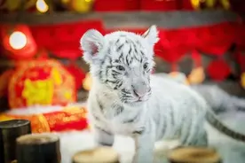 奶凶萌兽！2只虎宝宝来了，游客在这里看虎吸“福气”图片