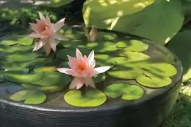 为什么讲究的人都会在院子里放一个水缸？图片