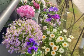 成都一男大学生，因“在宿舍里养花”而走红，盆盆爆花，太羡慕了图片