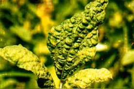 大豆主要病害高清图谱及防治措施图片