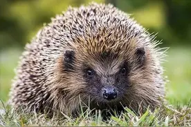 难怪刺猬被称为大仙图片