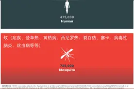 世界上最危险的动物是人类吗？进来看看正确答案图片