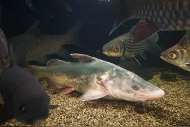 长江中的“江团鱼”是什么鱼？3年能长1.5公斤，养殖效益有多高？图片