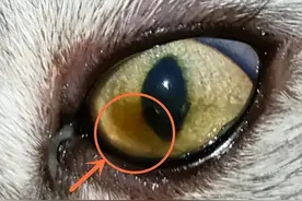 警惕猫咪角膜溃疡病变！猫咪角膜腐骨二三事图片