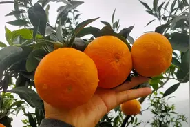 水果市场价与地头价的区别，一文把它说清晰图片