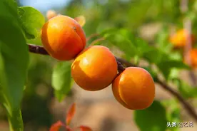 教育界称“杏坛”，因孔子讲学之故，中医界因何又称“杏林”？图片