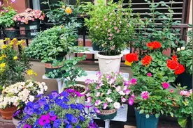 农村庭院中，这8种植物不能种，看似普通却存隐患，别养“毒树”图片