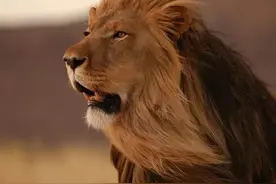 为什么狮子攻击野牛时，野牛没有反应？野牛真的不会抵抗吗？图片