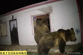 青海频发人熊冲突，棕熊盯上人类了？普通人如何应对野熊袭击？图片