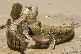 它花3亿年进化，离开大海“入侵”陆地，谁知上岸就遇到了广东人图片