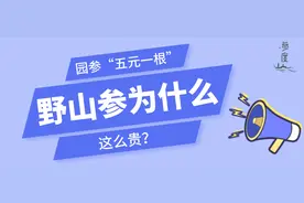 揭秘！为什么野山参这么贵，而“园参”只需要五元一根？图片