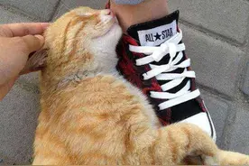 猫咪喜欢用身子蹭你，其实它是这样想的图片