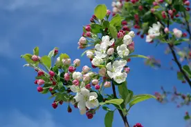 4月苹果园防护：苹果树花期这几种虫害防治是关键，不可忽视！图片