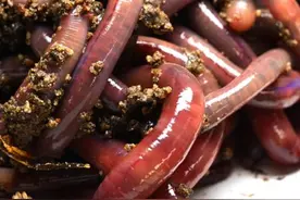 它在农村被称为蚯蚓，在城里又有人称它地龙，是一味常用的良药图片