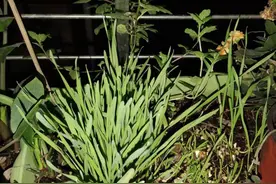 驱蚊植物买回家后，一点驱蚊效果都没有，我这是被忽悠了吗？图片