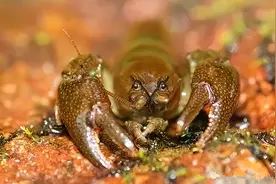 长相酷似小龙虾，味道更胜小龙虾，“国产小龙虾”为何很少见到了图片