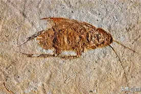 九成人不知道蟑螂最怕什么？教你这招，蟑螂统统“消失”！图片