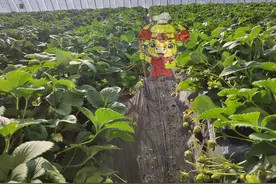 硼肥怎么用？图片