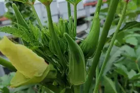 秋葵什么时间种植？育苗移栽可以提高产量，阳台种植高手经验分享图片