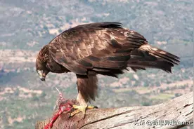 12种常见动物的飞行速度，最后两种动物人人讨厌图片