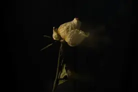 枯萎的玫瑰花图片