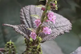 分享美图紫苏又名桂荏叶子微紫紫如其名中草药材图片