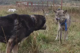 黑龙江野狼实验基地，杂交出狼狗优良品种，比警犬优良多倍图片
