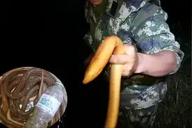 乡土散文：抓鳝鱼图片