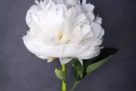 悼念母亲逝世周年文图片