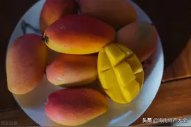 网传海南芒果“烂地”没人要？事实真相究竟如何？图片