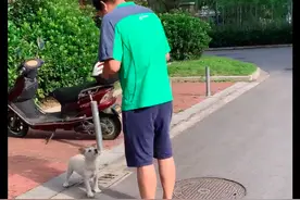 小狗已被家人扔了5次，每次它还能找回来，大爷一再忍让让人心酸图片