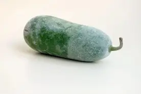 夏吃一瓜特养人，祛湿解暑！皮能利水消肿、子能健脾通便，鲜爽可口还不怕胖图片