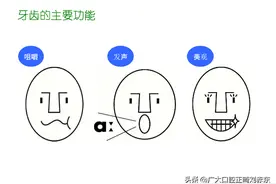 一纸简单图文，带你快速了解我们的牙齿图片