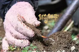 鲜与鲜寻·冬虫夏草 新鲜冬虫夏草与干草的区别图片