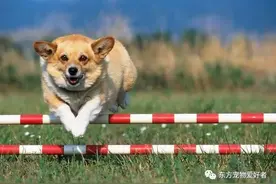 狗子的八个特征，你知道的有哪些图片