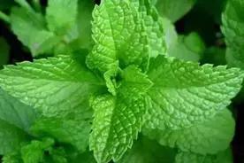 永州特产——零陵薄荷图片