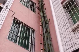19年前一男子，门前种了棵“量天尺”，竟爬上6层楼，开花十几米图片