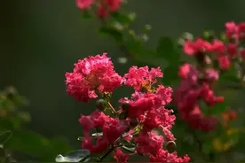 “院中种三树，人前显富贵”，院中一种，富贵又吉祥图片