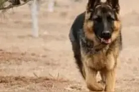 《狼狗王》8：好事多磨半路杀出程咬金；佳偶天成有情人终成眷属图片