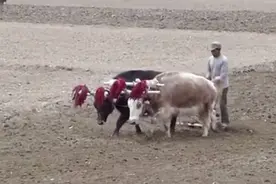 农民挖出一块龙骨，当做药材贩卖，意外发现一个存在神话中的王朝图片