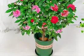 冬天养花，不如养“3种树”，现在养1盆，过年正开花，越养越值钱图片