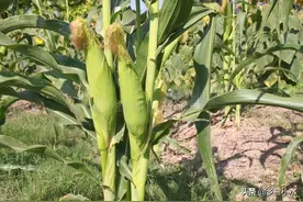 玉米大喇叭口期，记得喷这遍药，玉米产量提高30%图片