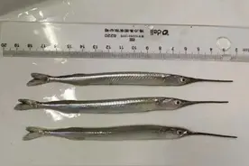 外来物种？西湖里出现罕见“怪鱼”，嘴巴尖尖长长，游动速度极快图片