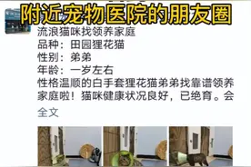 “我家猫出门遛弯，被人拉去把蛋嘎了...嘎了...”图片