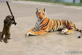 虎年，成语、俗语说虎，大合集图片