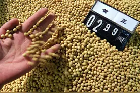 还在担心大豆进口？澳大利亚和巴西人民即将吃上转基因小麦图片