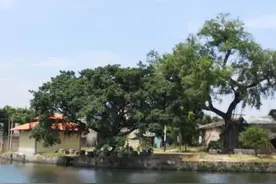 潮汕话：鸡啄浪唔知纠图片