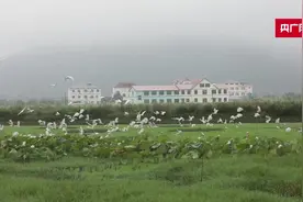 江西：荷花池畔 白鹭纷飞图片